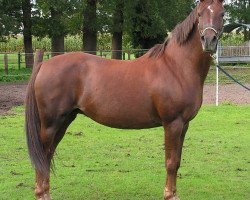 broodmare Ninifee (German Riding Pony, 1994, from Natoheld)