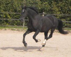 horse Kurbaums Master (Welsh-Cob (Sek. D), 1993, from Tireinon Step On)