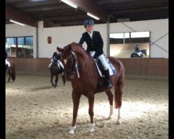 dressage horse Pik Classic von Guko (Oldenburg, 2004, from Pik Noir)