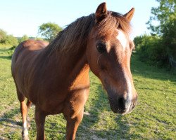 Pferd Courage (Welsh Pony (Sek.B), 1997, von Courage)