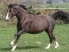 broodmare Steverheides Whinny (German Riding Pony, 2001, from Werwolf)