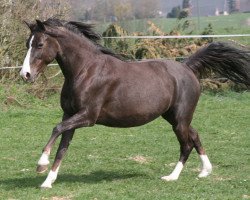 broodmare Steverheides Whinny (German Riding Pony, 2001, from Werwolf)