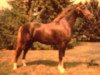 stallion Calenberg's Donnerblitz (Welsh-Pony (Section B), 1990, from Downland Donner)