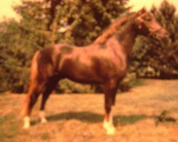 stallion Calenberg's Donnerblitz (Welsh-Pony (Section B), 1990, from Downland Donner)