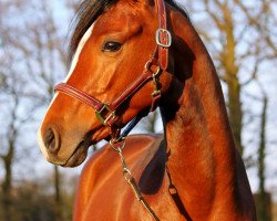 dressage horse Chocolatier Deluxe WE (German Riding Pony, 2010, from Charivari)