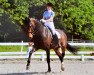 dressage horse Estelle 51 (Westphalian, 2005, from Ehrentusch)