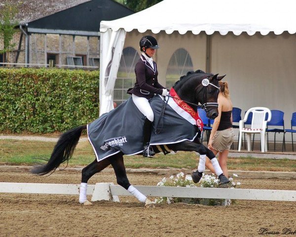 stallion Del Estero NRW (German Riding Pony, 2009, from Dance Star AT)