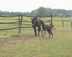 broodmare Francis (Westphalian, 2006, from Filmstar II)