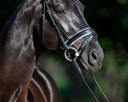 stallion For De Niro (Oldenburg, 2006, from Florencio I)