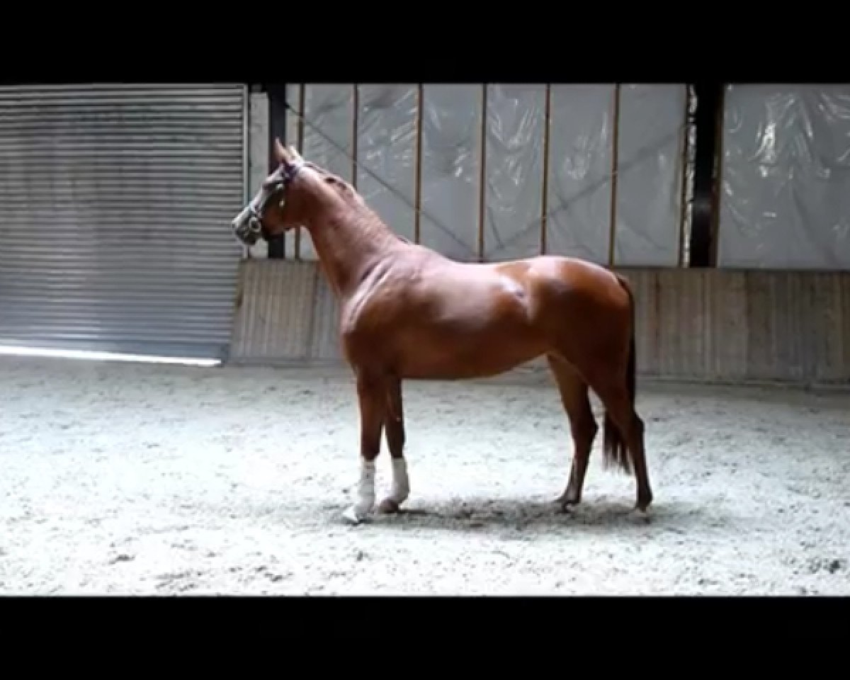 broodmare Capri 99 (Westphalian, 2008, from Clinton H)