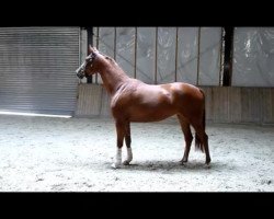 broodmare Capri 99 (Westphalian, 2008, from Clinton H)