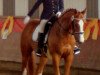 dressage horse Trendsetter xx (Thoroughbred, 2006, from Samum xx)