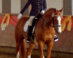 dressage horse Trendsetter xx (Thoroughbred, 2006, from Samum xx)