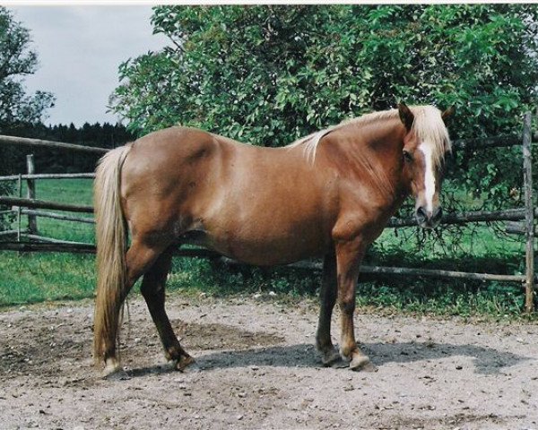 broodmare Globlesa frá Stokkhólma (Iceland Horse, 1980, from Rauður frá Kolkuósi)