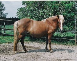 broodmare Globlesa frá Stokkhólma (Iceland Horse, 1980, from Rauður frá Kolkuósi)