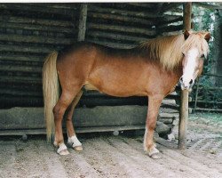 Deckhengst Þor frá Kirkjubæ (Islandpferd, 1971, von Ljufur II frá Kirkjubæ)