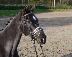 dressage horse Firestorm FB (Westphalian, 2003, from Florestan I)