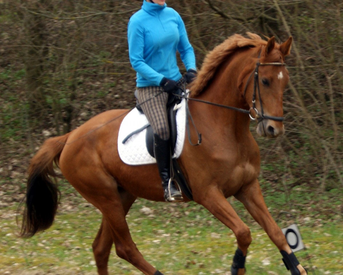 Zuchtstute Rapunzel DH (Hannoveraner, 2010, von Blue Hors Romanov)