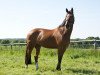 jumper Hermes van het Costersveld (Belgian Warmblood, 2007, from Pkz Contact van de Heffinck)