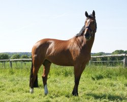 Springpferd Hermes van het Costersveld (Belgisches Warmblut, 2007, von Pkz Contact van de Heffinck)