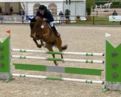 jumper Quintini (Oldenburg show jumper, 2009, from Quintender 2)