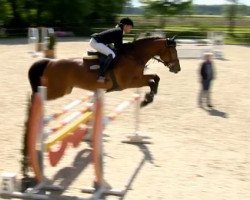 jumper Check Up 3 (Oldenburg show jumper, 2009, from Cordalme Z)