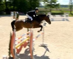 jumper C Jay 2 (Oldenburg show jumper, 2008, from Contendro I)