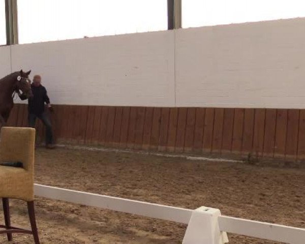 Stuten- und Fohlenschau Emsbüren, 24.06.2015, Warmblutfohlen - springbetont -