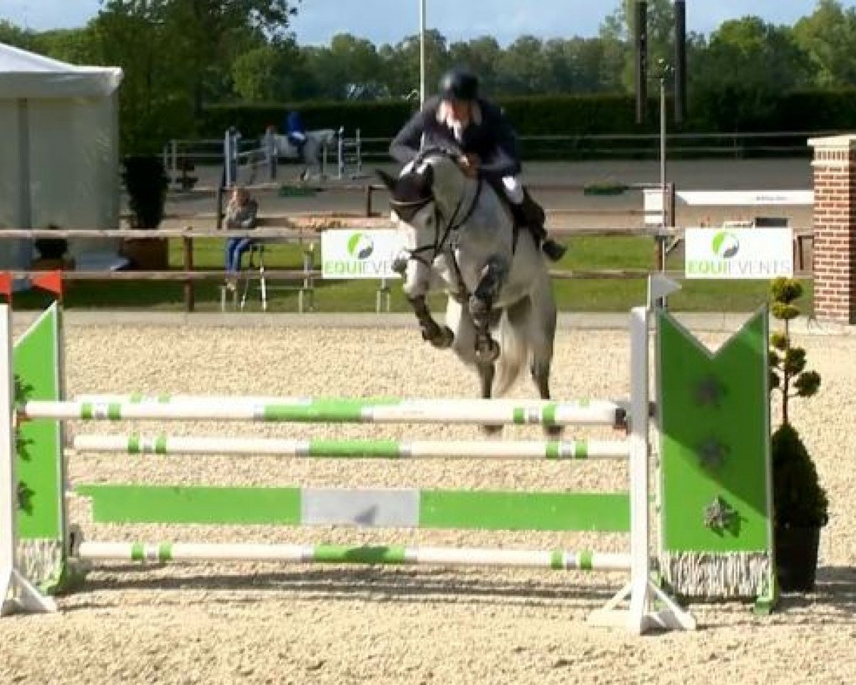 jumper Sanvalou (Oldenburg show jumper, 2008, from Sanvaro)