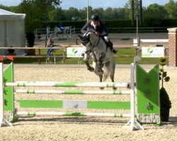 jumper Sanvalou (Oldenburg show jumper, 2008, from Sanvaro)