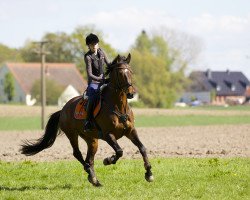 Springpferd Cointreau le Liqueur (KWPN (Niederländisches Warmblut), 2007, von Veneur)