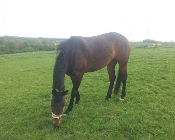 Pferd Hatschanika (Deutsches Reitpferd, 2010)