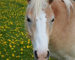 Pferd Räuber Rasputin (Haflinger)