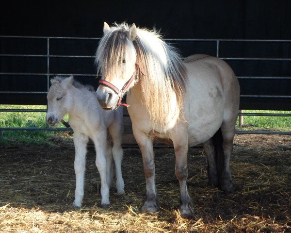 horse Feli (Fjord Horse, 2001)