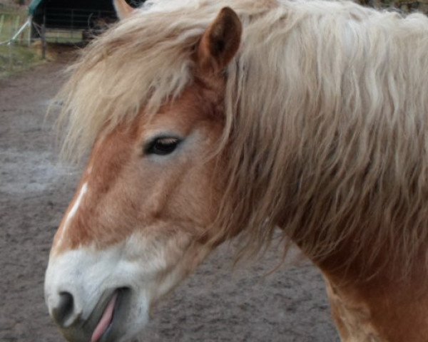 horse Ricardo (Haflinger, 2010, from Abendsturm)