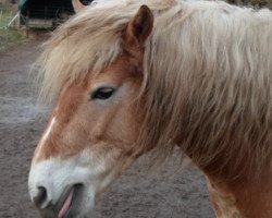 Pferd Ricardo (Haflinger, 2010, von Abendsturm)