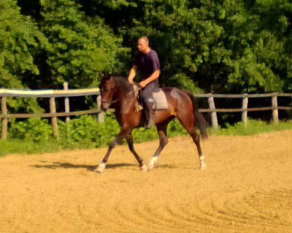 jumper QUESTO DU MONTELAZ (Austrian Warmblood, 2010, from Question D'Honneur B)