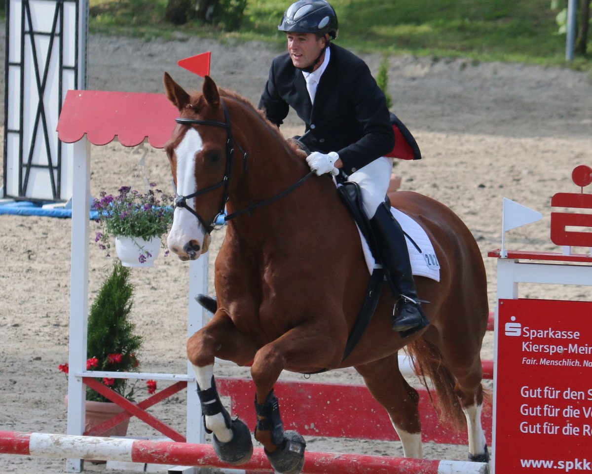 jumper Clay's Columbus (Oldenburg show jumper, 2006, from Clay)