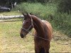 dressage horse Marco Polo D (Oldenburg, 2008, from Mighty Magic)