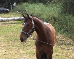 dressage horse Marco Polo D (Oldenburg, 2008, from Mighty Magic)