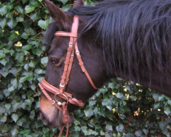 broodmare Sissy (German Riding Pony, 1990, from Nightfire)