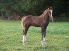 dressage horse Don Juan Demarco 3 (Oldenburg, 2013, from den Haag 12)