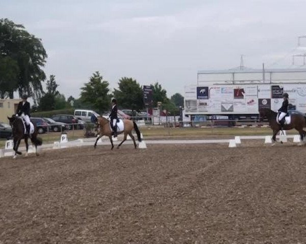 Sommerturnier RFV Heinsberg 2015