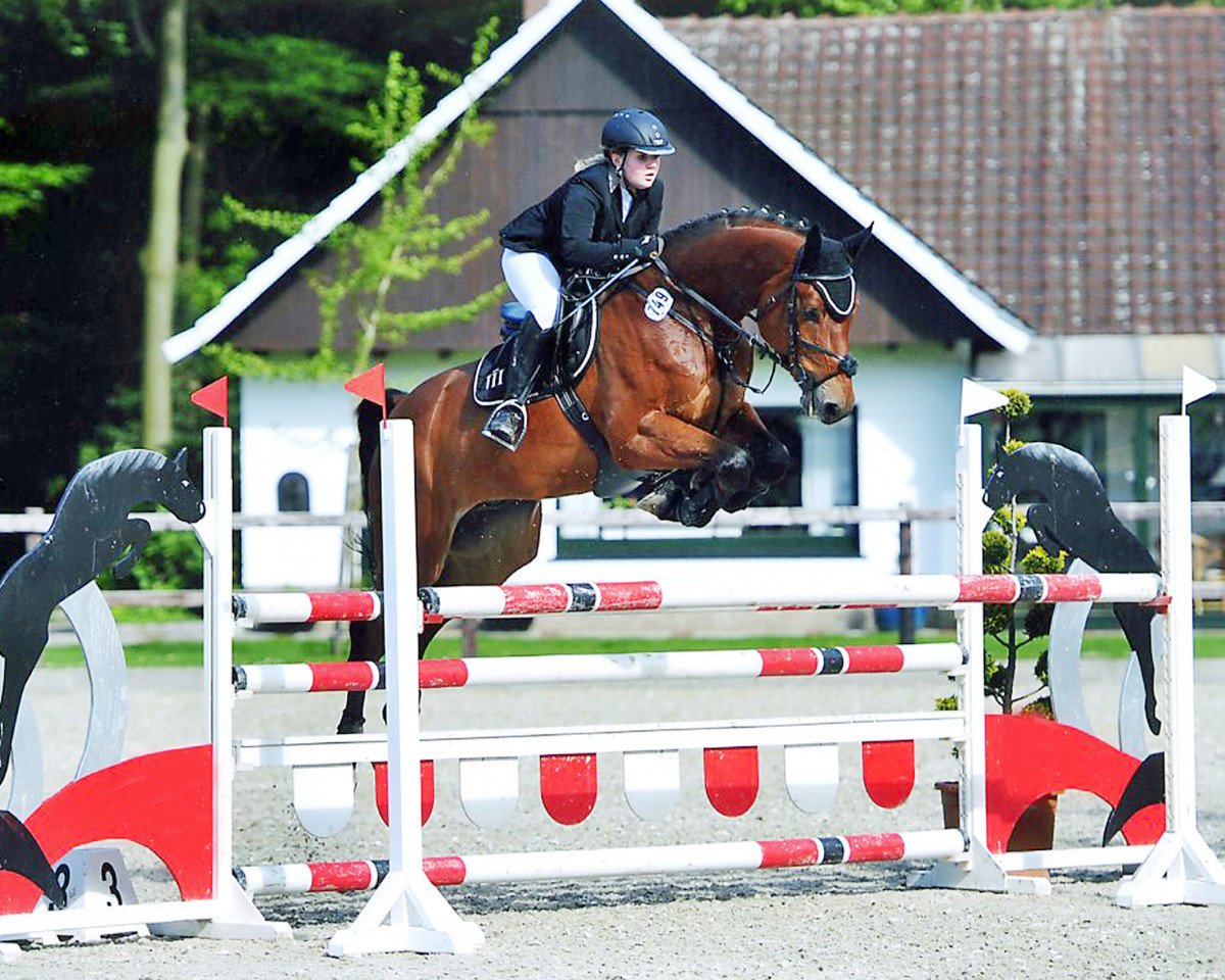 Springpferd Lui de Finess (Württemberger, 2008, von Lancerto)