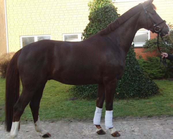 dressage horse Fabuleux 9 (Westphalian, 2009, from Fifty Cent)