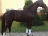 dressage horse Fabuleux 9 (Westphalian, 2009, from Fifty Cent)