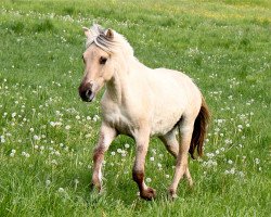 horse Idefix (Fjord Horse, 2013, from Ilmar)