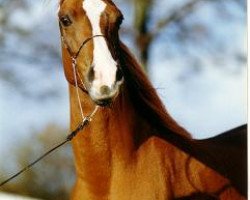 broodmare Sahara (Ali-Baba ox x Salome I) (Shagya Arabian,  , from Ali Baba ox)