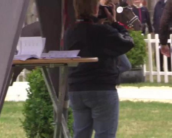Stuten- und Fohlenschau Wettringen, 19.06.2015, Ponyfohlen - Ring 15