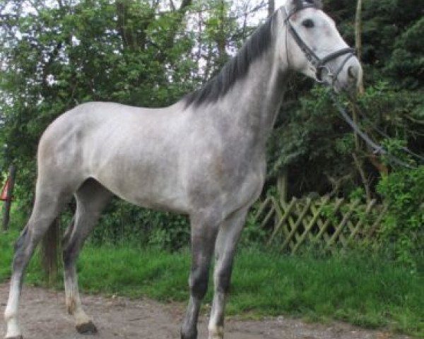 horse Palmiro HS (Polish Warmblood, 2011, from Otyn)